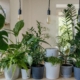 hoge kamerplant