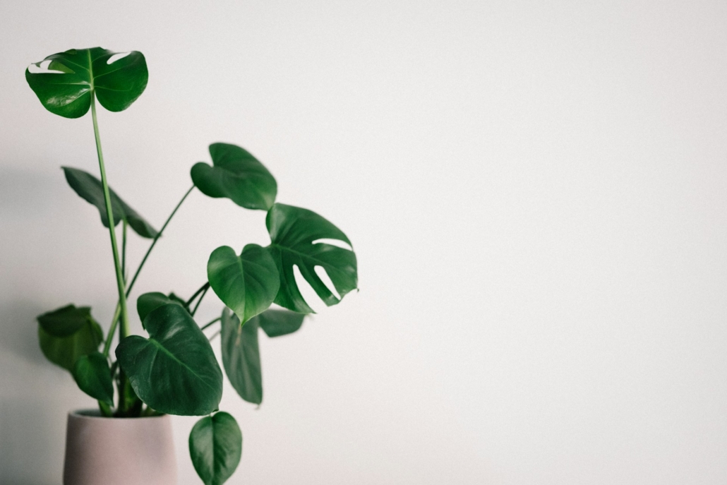 kunstplant voor in de woonkamer