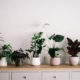 kamerplant