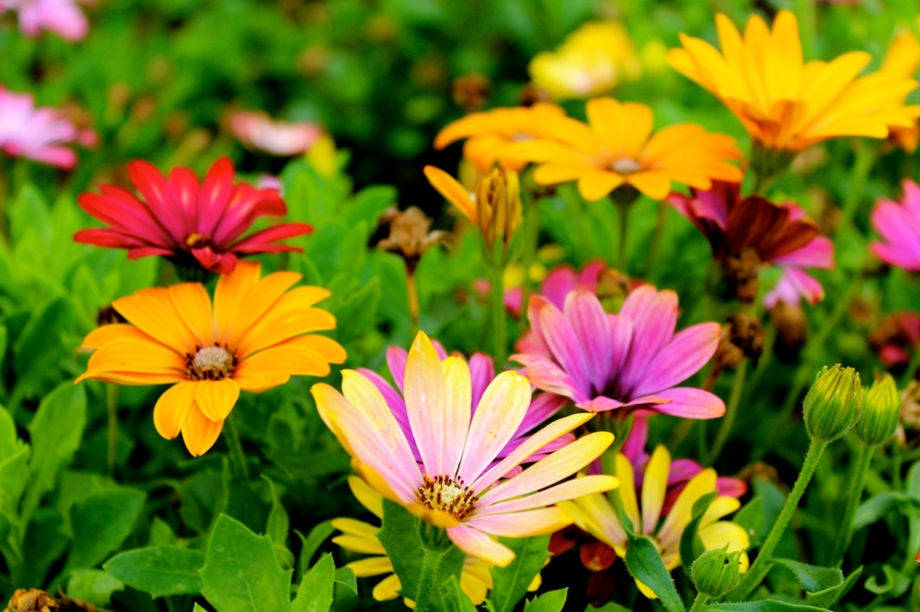 altijd groen en bloemen in de tuin