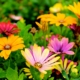 altijd groen en bloemen in de tuin