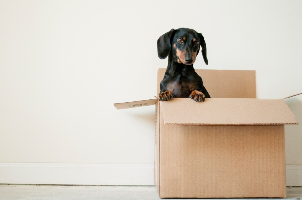 Verhuizing voorbereiding voor huisdieren