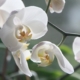 orchideeën