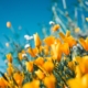 een heerlijke tuin met bloemen