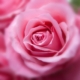 rozen in huis en tuin