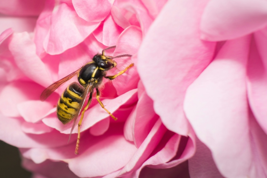 wespen in de tuin