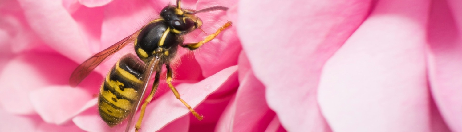 wespen in de tuin