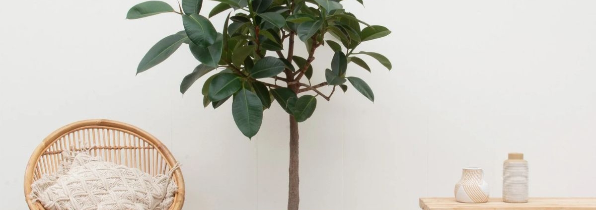 Ficus slaapkamer