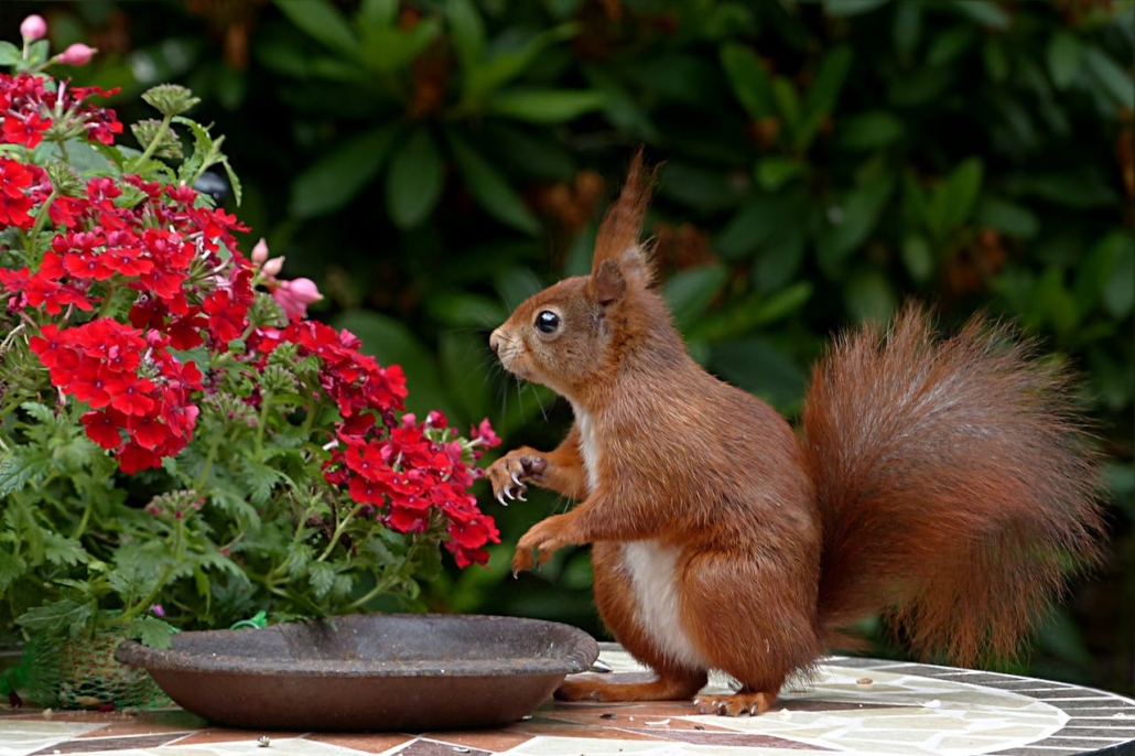 Tuininspiratie nieuwe huis