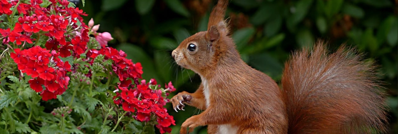 Tuininspiratie nieuwe huis